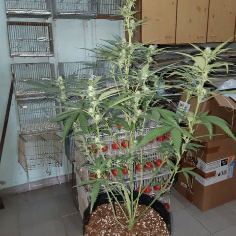 Candy amnesia haze auto #2 growlog timeline photo