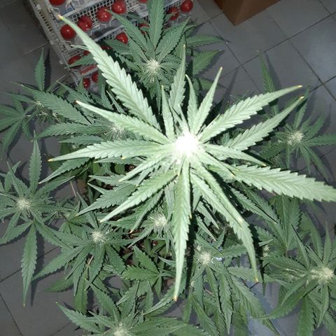 Candy amnesia haze auto #2 growlog timeline photo