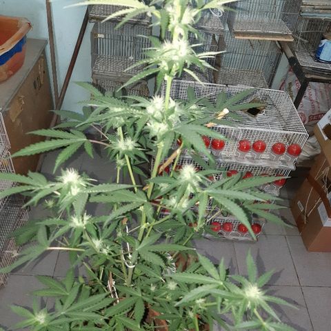 Og kush auto dinafem growlog timeline photo