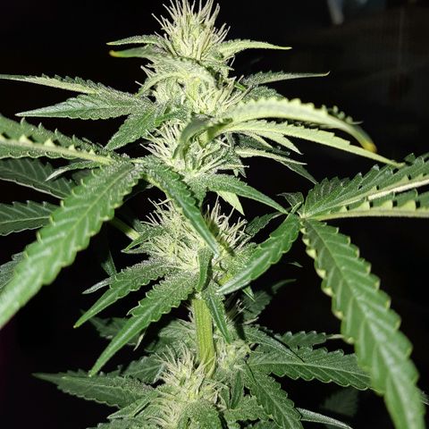 Og kush auto dinafem growlog timeline photo