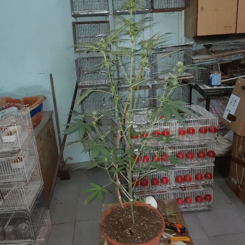 Og kush auto dinafem growlog timeline photo