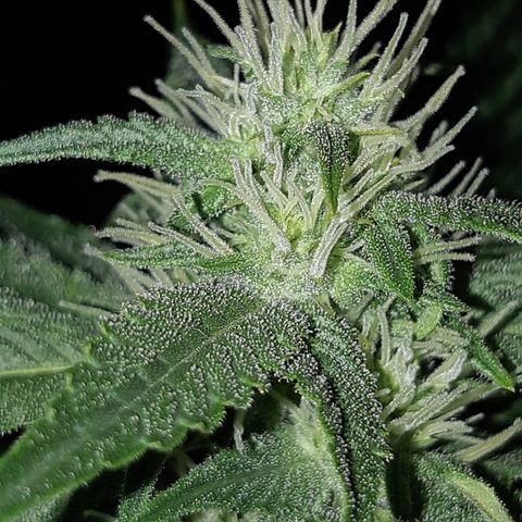 Og kush auto dinafem growlog timeline photo