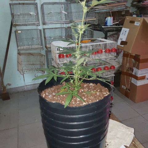 Candy amnesia haze auto #3 growlog timeline photo