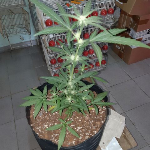 Candy amnesia haze auto #3 growlog timeline photo