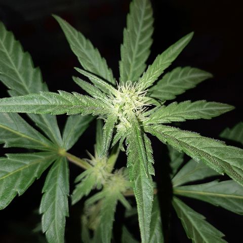 Candy amnesia haze auto #3 growlog timeline photo