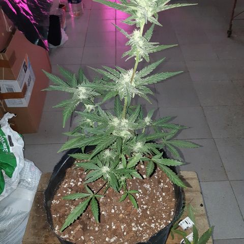 Candy amnesia haze auto #3 growlog timeline photo