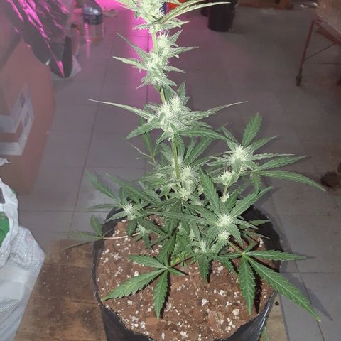 Candy amnesia haze auto #3 growlog timeline photo