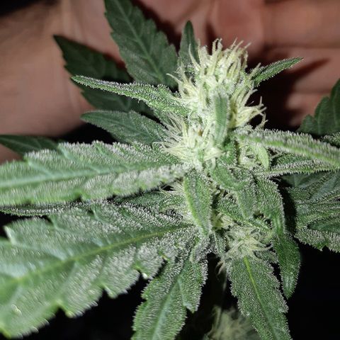 Candy amnesia haze auto #3 growlog timeline photo