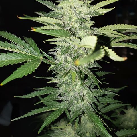 Og kush auto dinafem growlog timeline photo