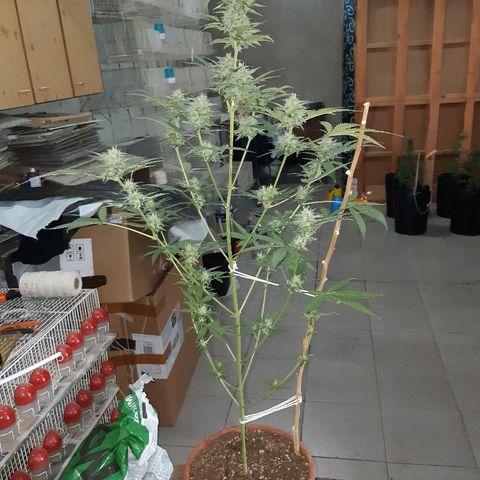 Og kush auto dinafem growlog timeline photo