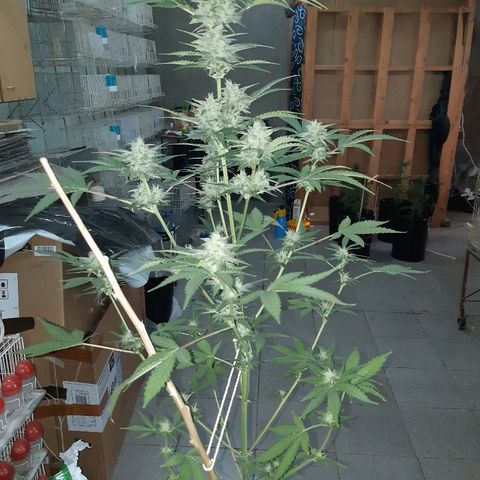 Og kush auto dinafem growlog timeline photo