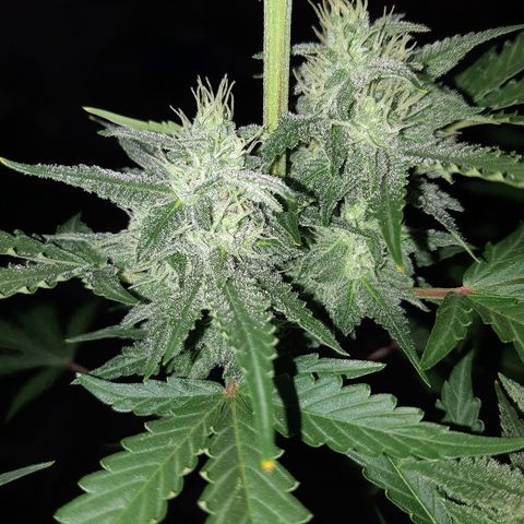 Og kush auto dinafem growlog timeline photo