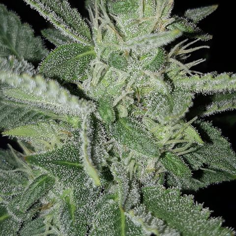 Og kush auto dinafem growlog timeline photo