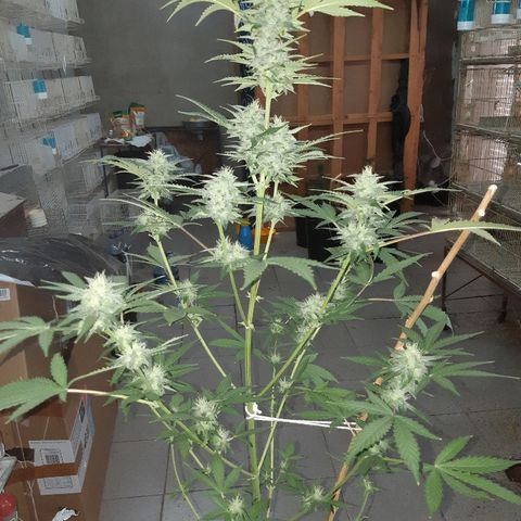 Og kush auto dinafem growlog timeline photo