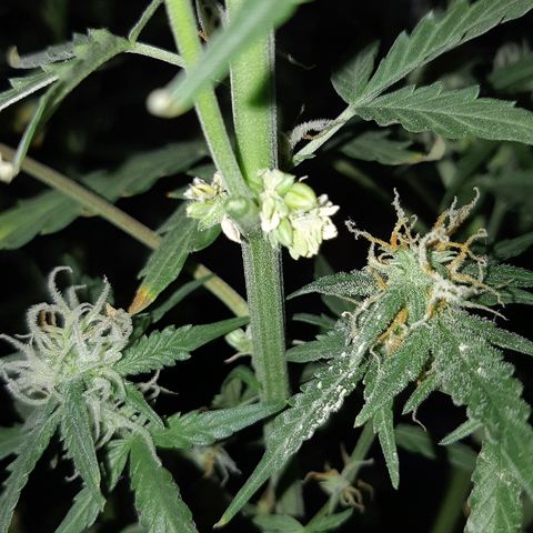 Candy amnesia haze auto #1 growlog timeline photo