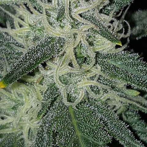 Candy amnesia haze auto #1 growlog timeline photo