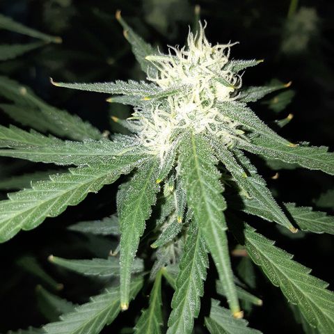 Candy amnesia haze auto #1 growlog timeline photo