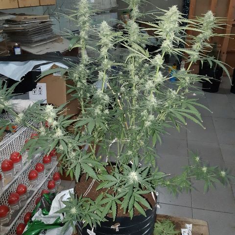 Candy amnesia haze auto #1 growlog timeline photo