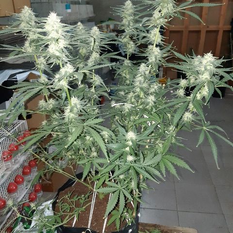 Candy amnesia haze auto #1 growlog timeline photo