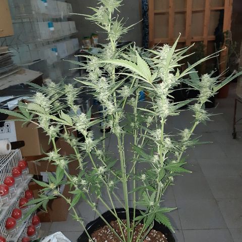 Candy amnesia haze auto #2 growlog timeline photo