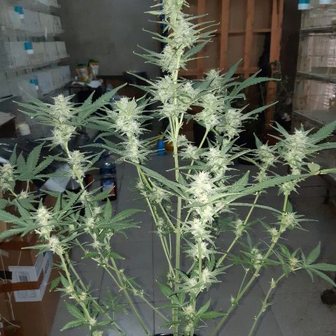 Candy amnesia haze auto #2 growlog timeline photo