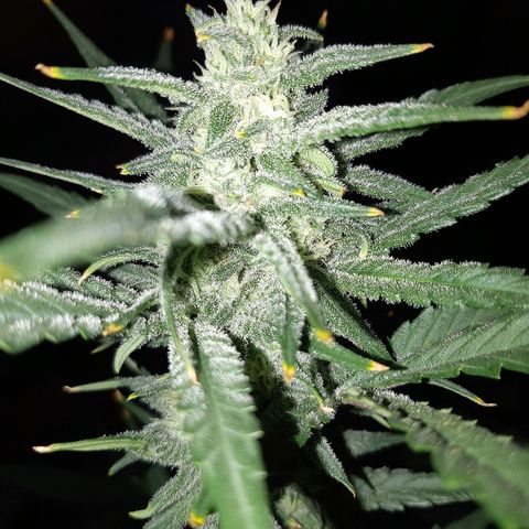 Candy amnesia haze auto #2 growlog timeline photo