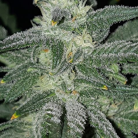 Candy amnesia haze auto #2 growlog timeline photo