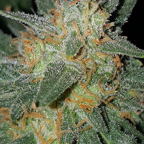 Candy amnesia haze auto #1 growlog photo: Poda de cabezas mas maduras y sin semillas