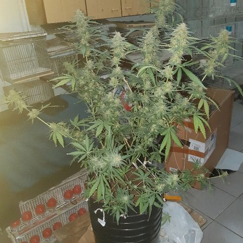 Candy amnesia haze auto #1 growlog photo: Poda de cabezas mas maduras y sin semillas