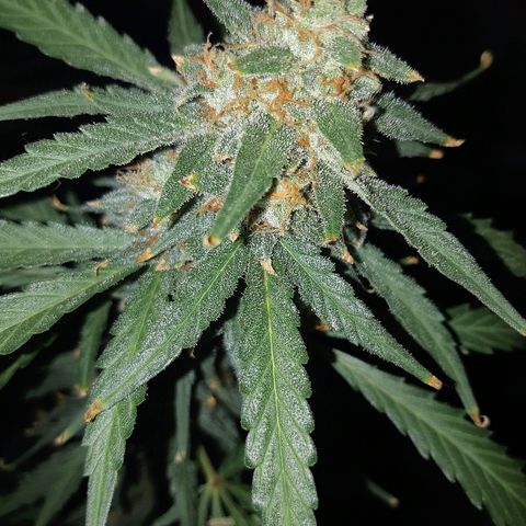 Candy amnesia haze auto #1 growlog photo: Poda de cabezas mas maduras y sin semillas