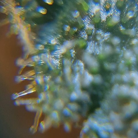 Candy amnesia haze auto #1 growlog timeline photo
