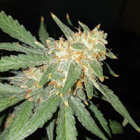 Candy amnesia haze auto #1 growlog photo: Poda de cabezas mas maduras y sin semillas