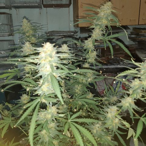Candy amnesia haze auto #1 growlog photo: Poda de cabezas mas maduras y sin semillas