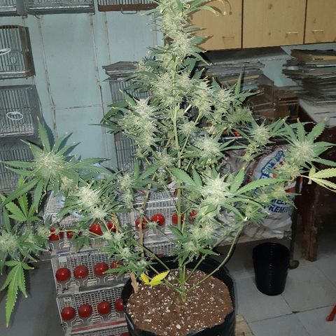 Candy amnesia haze auto #2 growlog timeline photo