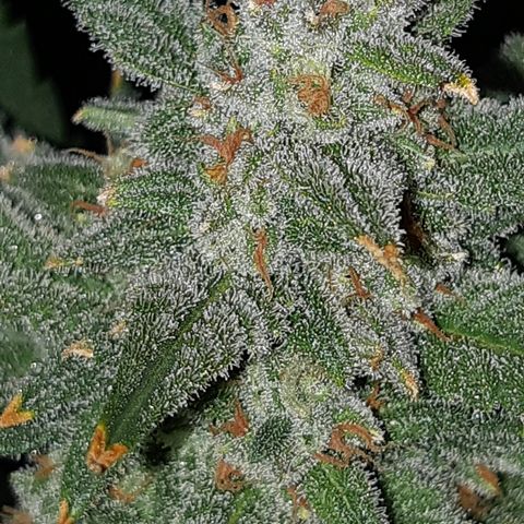 Candy amnesia haze auto #2 growlog timeline photo