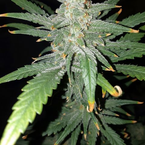 Candy amnesia haze auto #2 growlog timeline photo