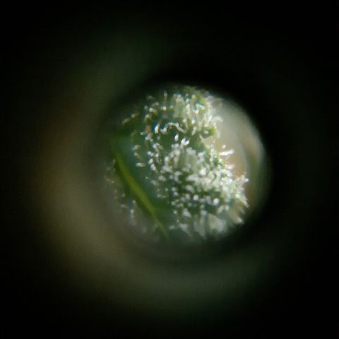 Candy amnesia haze auto #2 growlog timeline photo