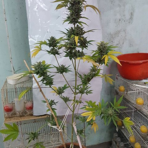 Og kush auto dinafem growlog timeline photo