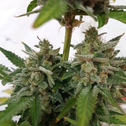 Og kush auto dinafem growlog timeline photo