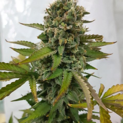 Og kush auto dinafem growlog timeline photo