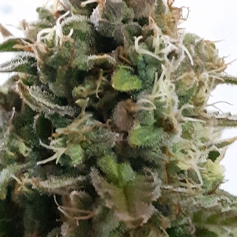 Og kush auto dinafem growlog timeline photo