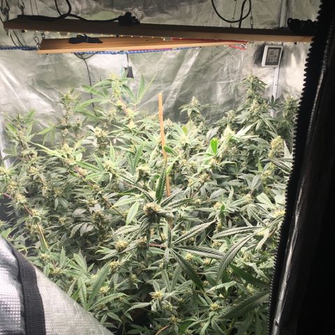 Red Hot Cookies SWS-83 - Sweet Seeds  growlog timeline photo