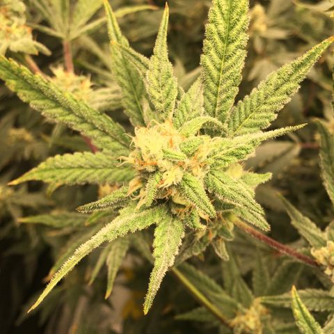 Wildfire (33) Inhouse growlog timeline photo