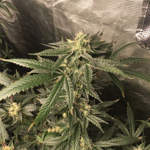 Red Hot Cookies SWS-83 - Sweet Seeds  growlog timeline photo