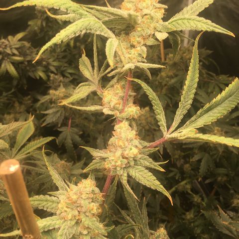 Wildfire (33) Inhouse growlog timeline photo