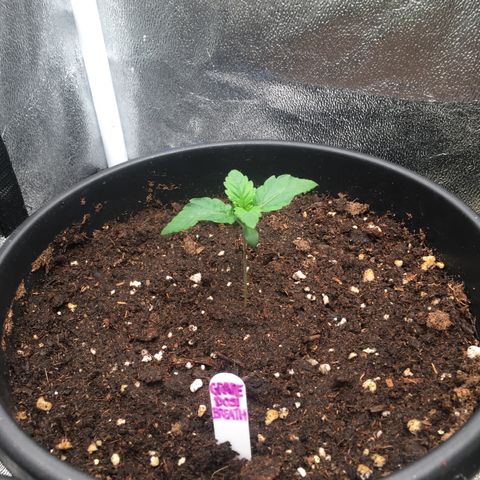 Red Hot Cookies SWS-83 - Sweet Seeds  growlog timeline photo