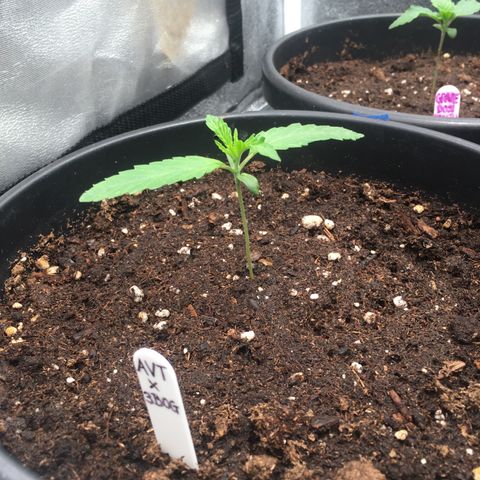 Red Hot Cookies SWS-83 - Sweet Seeds  growlog timeline photo