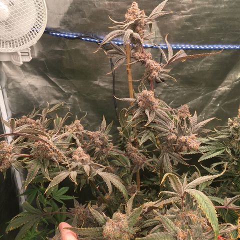 Wildfire (33) Inhouse growlog timeline photo