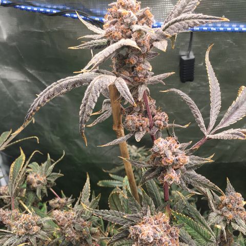 Wildfire (33) Inhouse growlog timeline photo