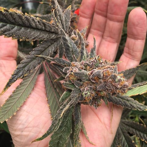 Wildfire (33) Inhouse growlog timeline photo